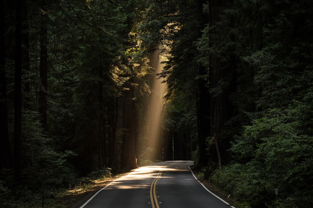 Route dans le bois